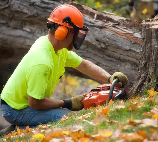 tree services Haledon